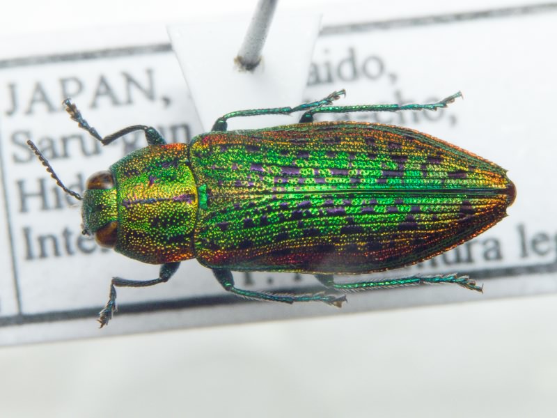 Buprestidae Leach, 1815